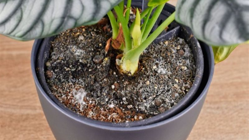 تسميد النبات