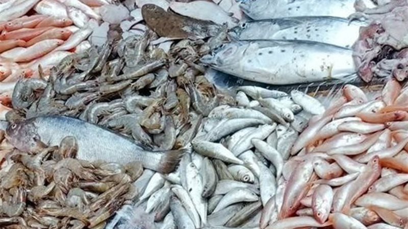 أسعار السمك اليوم