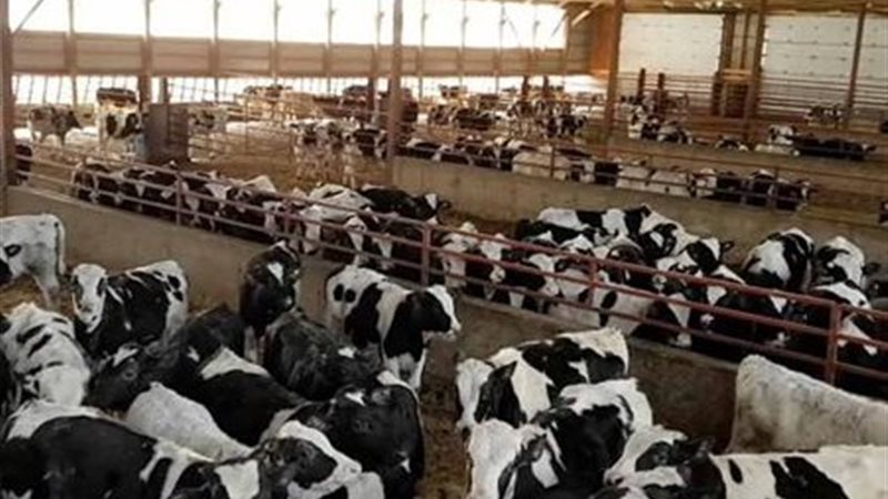 المشروع القومي للبتلو