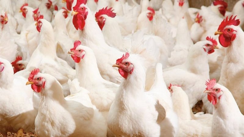 الدواجن - نصائح التربية