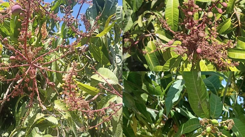 مرحلة عقد ثمار المانجو