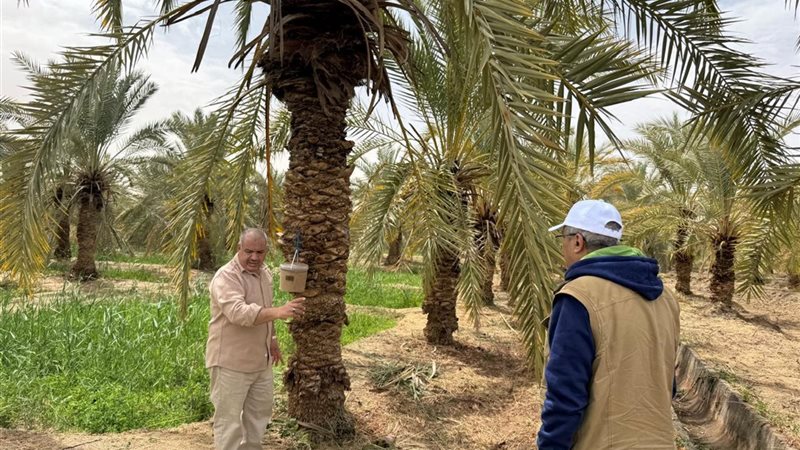زراعة النخيل