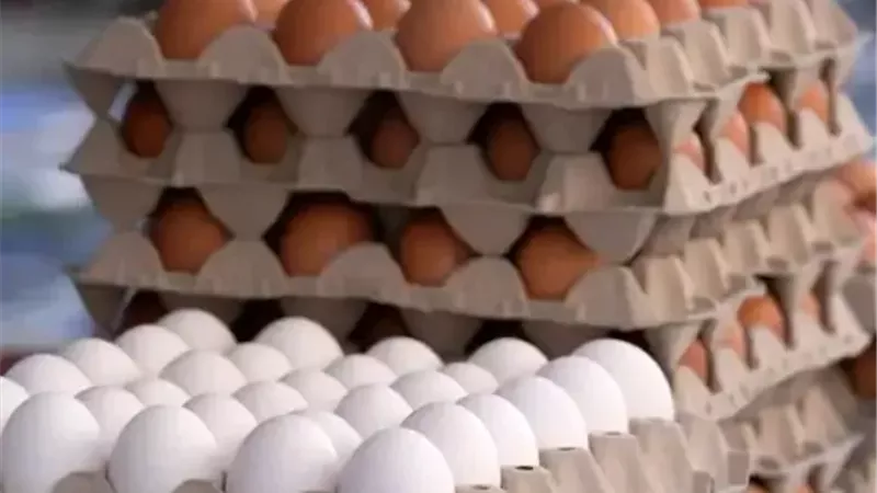 بيض 