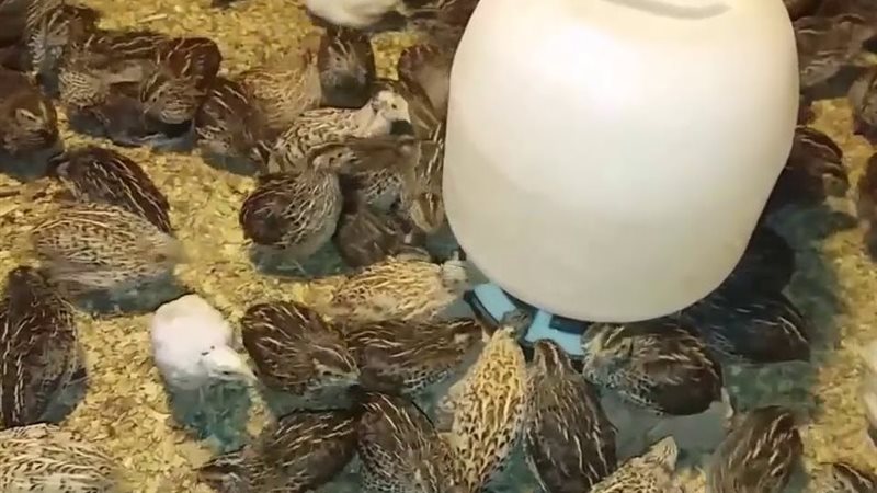 تربية السمان