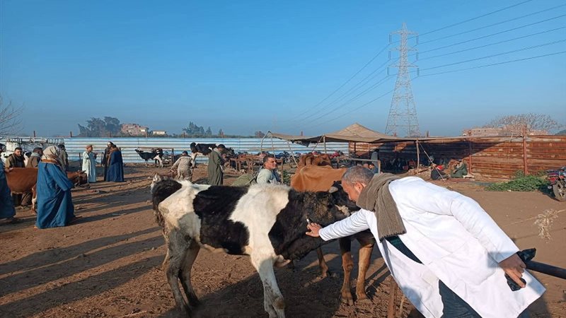 الحمى القلاعية