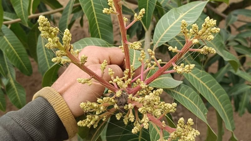 الأكاروسات على أزهار