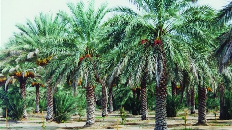 النخيل
