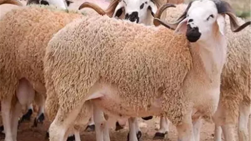سن الأضحية 