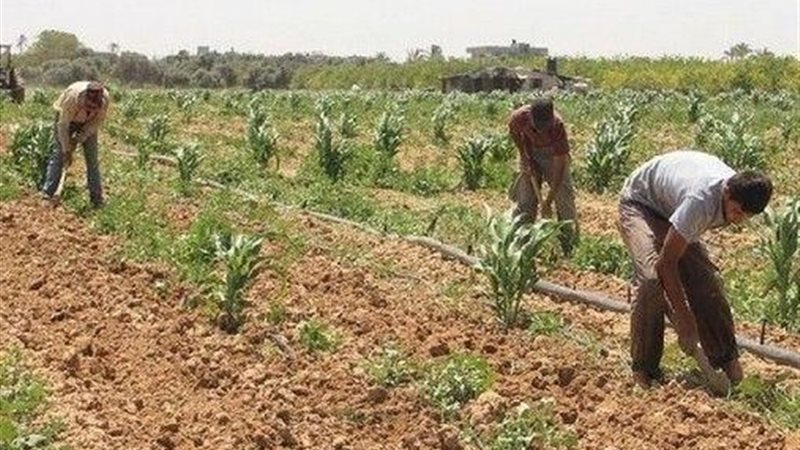 الزراعة التعاقدية