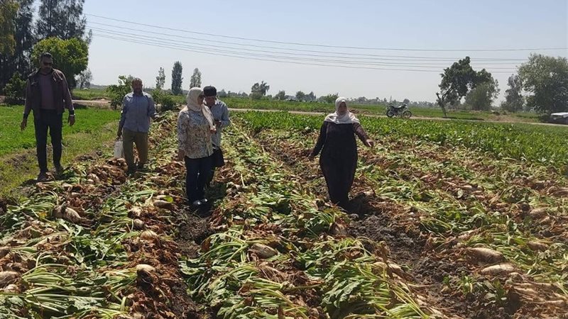 زراعة بنجر السكر