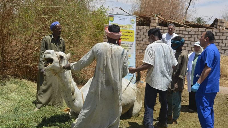 جانب من القوافل