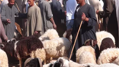 قبل عيد الأضحى.. أماكن منافذ بيع الأضاحي في القاهرة الكبرى