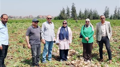 طفرة في إنتاج «الذهب الأبيض» بالدقهلية.. فدان بنجر السكر ببلقاس يسجل 30 طناً