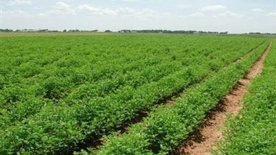 باستثمارات 540 مليون جنيه.. «الريف المصري» يوقع مع «المقاولون العرب» لإنشاء طريق استراتيجي بالمنيا