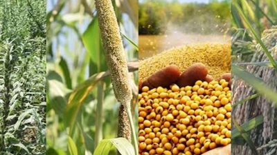 روشتة زراعية لحماية المحاصيل الصيفية.. خبير يكشف استراتيجيات مواجهة الآفات وتعظيم الإنتاج
