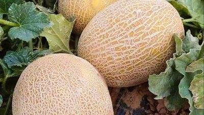 خبراء زراعيون: الشمام من أنجح المحاصيل الصيفية في الأجواء الحارة