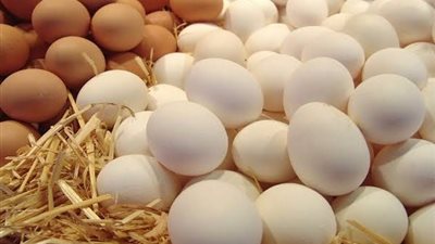 استقرار أسعار كرتونة البيض في الأسواق اليوم الأربعاء 13 مايو 2026