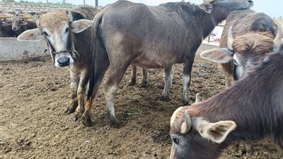 مشروع الجاموس الحلاب.. هل يحقق أرباح تصل لـ36 ألف جنيه شهريًا؟