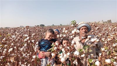 معهد بحوث القطن يوسع الحقول الإرشادية بالمحافظات لرفع كفاءة الإنتاج