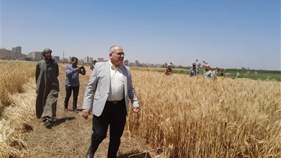 زراعة سوهاج: تسهيلات جديدة وسرعة في استلام الأقماح من المزارعين