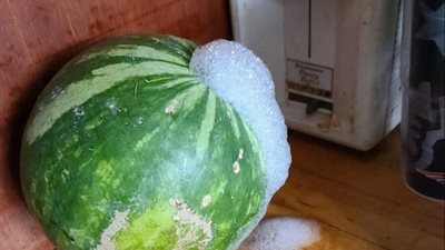 رغوة وغازات وتخمر داخلي.. خبراء يحذرون من تناول هذا النوع من البطيخ
