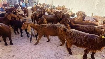 الماعز بكام.. أسعار الأضاحي اليوم الخميس 14 مايو 2026 في الأسواق 