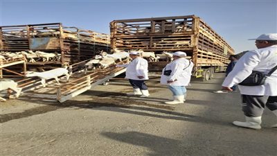 الخدمات البيطرية: تأهيل 192 طبيب لبعثة الهدي والأضاحي لموسم حج 2026