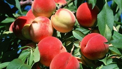 تحذيرات مهمة لمزارعي الخوخ خلال مايو.. خطوات حماية المحصول من الحشرات