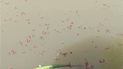 غزو خفي في حقول الأرز.. الديدان الدموية تثير القلق بين المزارعين