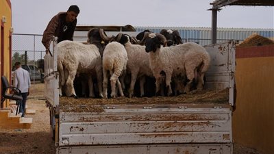 بحوث الصحراء يوزّع 30 كبشًا برقيًا محسّنًا وأعلافًا مجانية بسيوة