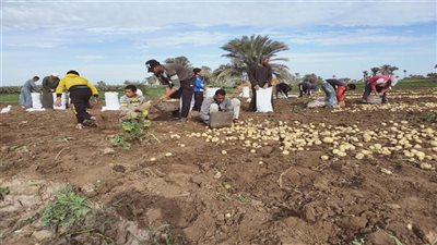 انطلاق موسم حصاد البطاطس بمطاى بمحافظة المنيا