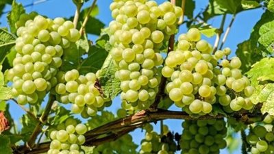 العنب بعد العقد.. خطوات مهمة لزيادة التحجيم ومنع تشقق الحبات