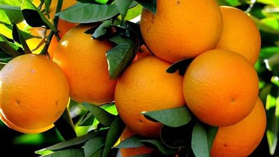 من الري إلى التسميد.. دليل إنقاذ محصول الحمضيات أثناء تضخم الثمار