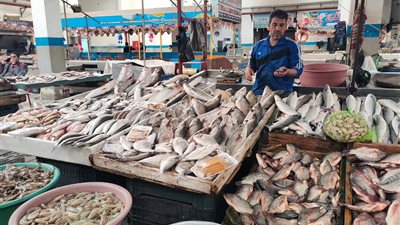 بورصة الأسماك اليوم.. استقرار أسعار البلطي البوري في مصر والإنتاج يقترب من الاكتفاء الذاتي