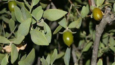 الجوجوبا.. “ذهب الصحراء الأخضر” محصول واعد في الأراضي الجافة