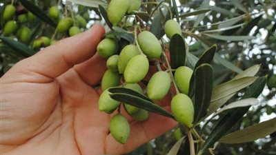 حزمة إرشادات قومية.. 