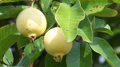 كيف تحمي ثمار الجوافة من الإصابة بالدود؟.. نصائح مهمة للمزارعين