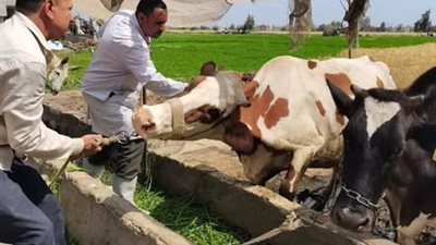 حملات توعية وتحصين مكثفة للوقاية من الأمراض الوبائية بالشرقية