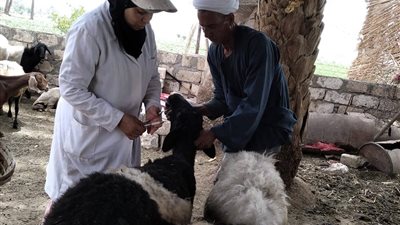 قوافل بيطرية مكثفة لدعم المربين وحماية الثروة الحيوانية بالمنيا