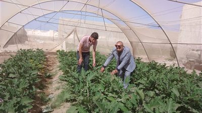 زراعة جنوب سيناء تتابع توسعات الصوب ومزرعة التسمين وتعزز الإنتاج المحلي