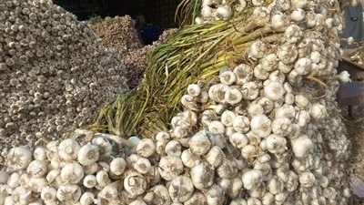 الزراعة المصرية تثبت قوتها عالميًا.. الثوم والعنب يحققان اختراقات تصديرية والموالح تواجه تحديات أوروبية