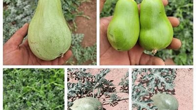 خبير زراعي يكشف: ارتفاع الحرارة وتراجع نشاط النحل وراء تشوه ثمار البطيخ هذا الموسم