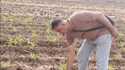 زراعة المنوفية: حملات مكثفة لإنقاذ 