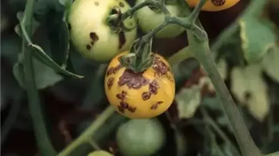 قبل ما المحصول يخسر.. اعرف أعراض التبقع البكتيري في الطماطم وطرق مكافحته