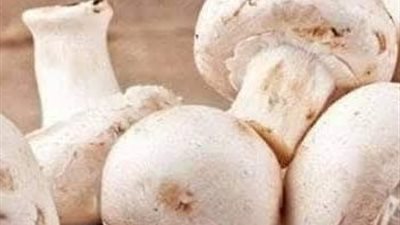 استخراج أبواغ الفطر يدويًا.. طريقة بسيطة توفر التكلفة وتدعم الاكتفاء الذاتي في الزراعة