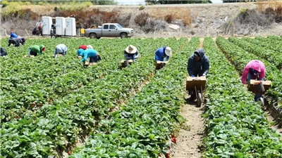 مشروع مشترك بين التضامن والفاو لدعم الزراعة الذكية بالمنيا