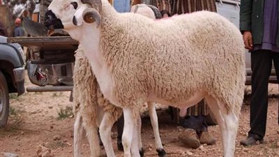 بعد شراء الأضحية.. إزاي تحافظ عليها لحد يوم الذبح وتمنع خسارة الوزن