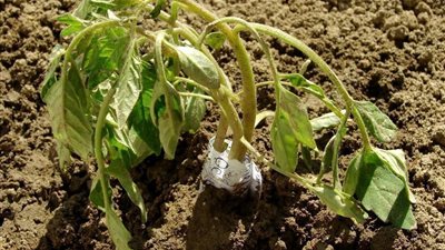 مش كل الذبول عطش.. أمراض خطيرة تظهر بنفس الأعراض