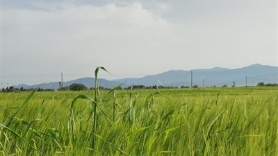 الحشائش تستنزف المحصول.. طرق المكافحة قبل خسارة الإنتاج