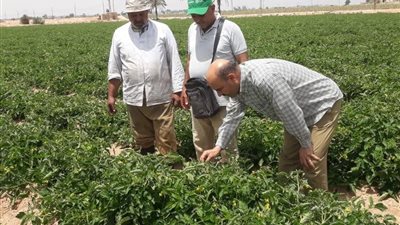 جهود وأنشطة معاهد ومعامل مركز البحوث الزراعية خلال الأسبوع الثالث من مايو